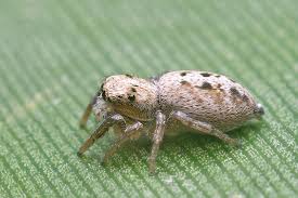 Attēlu rezultāti vaicājumam “Heliophanus sp.”