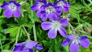 Attēlu rezultāti vaicājumam “Geranium sylvaticum leaf”