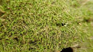 Attēlu rezultāti vaicājumam “Nowellia curvifolia”