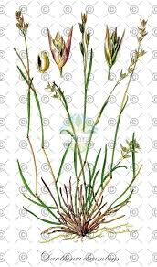 Attēlu rezultāti vaicājumam “Danthonia decumbens”