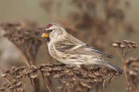 Attēlu rezultāti vaicājumam “Carduelis flammea”