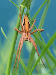 Attēlu rezultāti vaicājumam “Pisaura mirabilis”