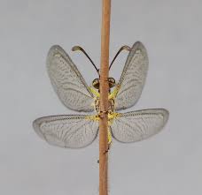 Attēlu rezultāti vaicājumam “Myrmeleontidae”