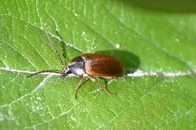 Attēlu rezultāti vaicājumam “Isomira murina”