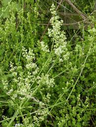 Attēlu rezultāti vaicājumam “Galium album flower”