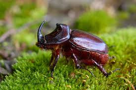 Attēlu rezultāti vaicājumam “Oryctes nasicornis male”