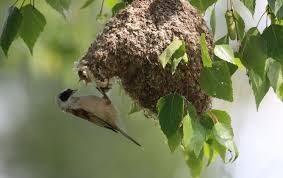 Attēlu rezultāti vaicājumam “Remiz pendulinus nest”