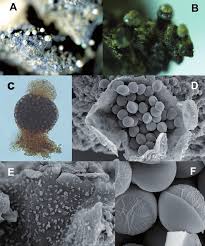 Attēlu rezultāti vaicājumam “Licea pusilla macro”
