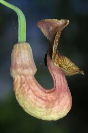 Attēlu rezultāti vaicājumam “Aristolochia durior”