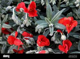 Attēlu rezultāti vaicājumam “Helianthemum nummularium leaf”