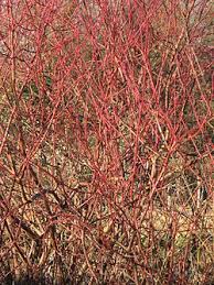 Attēlu rezultāti vaicājumam “Cornus sanguinea”