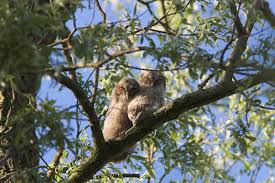 Image result for Strix aluco