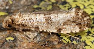 Attēlu rezultāti vaicājumam “Morophaga choragella”