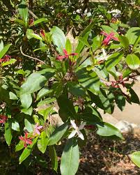 Attēlu rezultāti vaicājumam “Onagraceae”