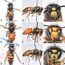 Attēlu rezultāti vaicājumam “Vespidae”