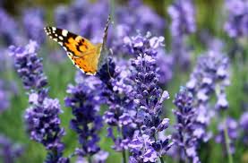 Attēlu rezultāti vaicājumam “Lavandula angustifolia leaf”