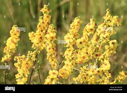 Attēlu rezultāti vaicājumam “Verbascum nigrum flower”