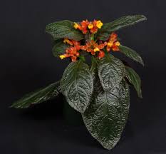 Attēlu rezultāti vaicājumam “Comatricha pulchella”