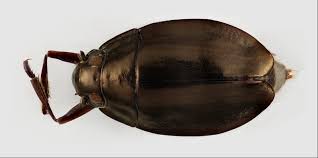 Attēlu rezultāti vaicājumam “Gyrinidae”