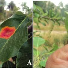 Attēlu rezultāti vaicājumam “Gymnosporangium sabinae”