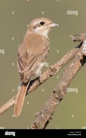 Image result for Lanius isabellinus