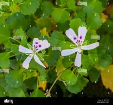 Attēlu rezultāti vaicājumam “Geraniaceae”