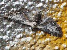 Attēlu rezultāti vaicājumam “Eupithecia succenturiata”