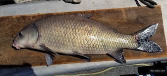 Image result for Ictiobus niger