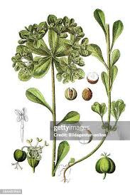 Attēlu rezultāti vaicājumam “Euphorbia helioscopia leaf”