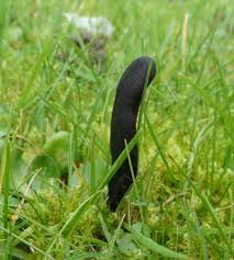 Attēlu rezultāti vaicājumam “Geoglossum sp.”