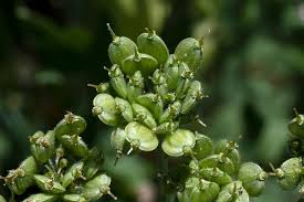 Attēlu rezultāti vaicājumam “Heracleum sphondylium subsp. sibiricum fruit”