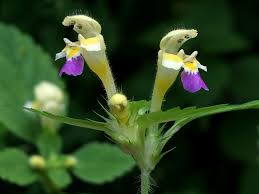 Attēlu rezultāti vaicājumam “Galeopsis speciosa”