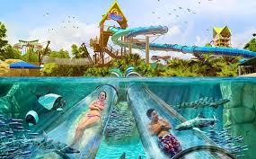 Image result for rosa aquatica