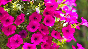 Image result for Petunie