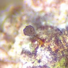 Attēlu rezultāti vaicājumam “Lamproderma gulielmae stalked”