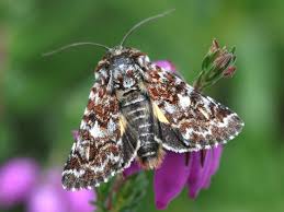 Attēlu rezultāti vaicājumam “Lycophotia porphyrea”