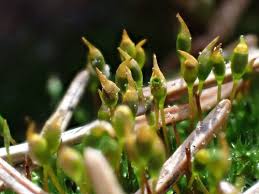 Attēlu rezultāti vaicājumam “Tomentypnum nitens”