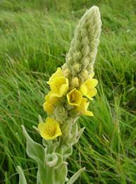 Image result for Verbascum thapsus