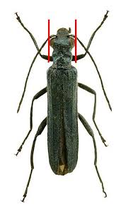 Attēlu rezultāti vaicājumam “Oedemera femorata”