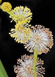 Attēlu rezultāti vaicājumam “Sparganium neglectum fruit”