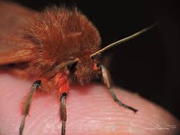 Attēlu rezultāti vaicājumam “Phragmatobia fuliginosa imago”