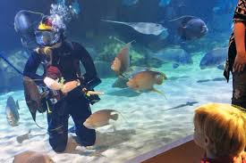 Image result for Cleveland Divers