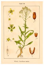 Image result for Isatis tinctoria