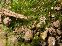 Attēlu rezultāti vaicājumam “Schistostega pennata”