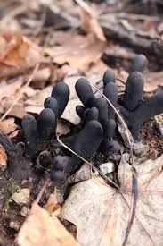 Attēlu rezultāti vaicājumam “Xylaria polymorpha”