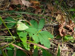 Attēlu rezultāti vaicājumam “Potentilla alba”