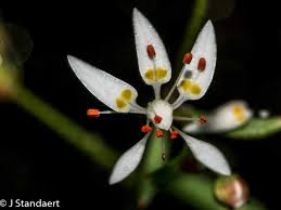Attēlu rezultāti vaicājumam “Saxifragaceae”