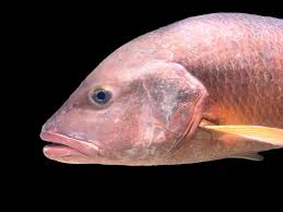 Image result for Lutjanus campechanus