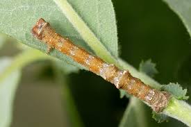 Attēlu rezultāti vaicājumam “Biston strataria”