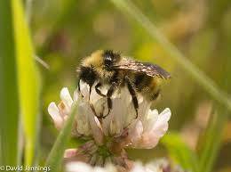 Attēlu rezultāti vaicājumam “Bombus”